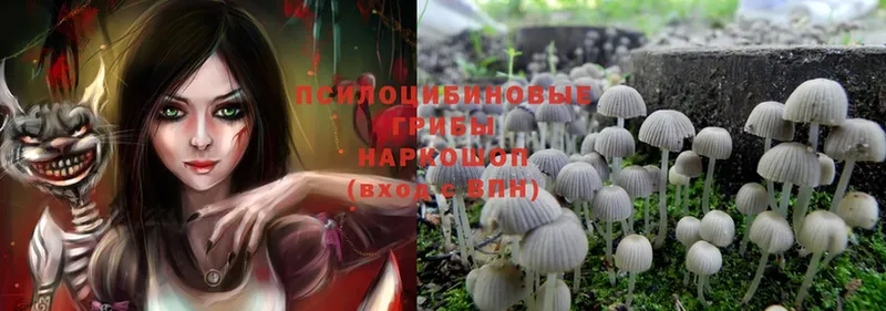 Псилоцибиновые грибы Psilocybe  купить наркотик  Стерлитамак 